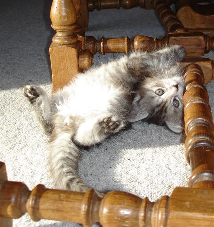 Maine Coon Nala. billede 10