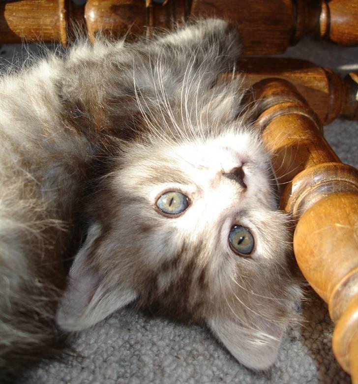 Maine Coon Nala. billede 11