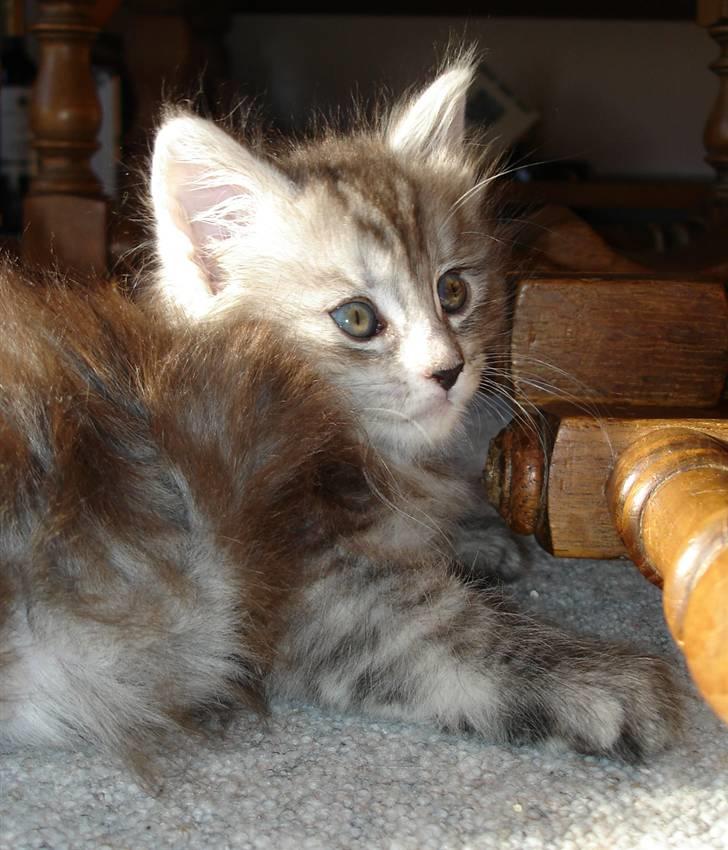 Maine Coon Nala. billede 12