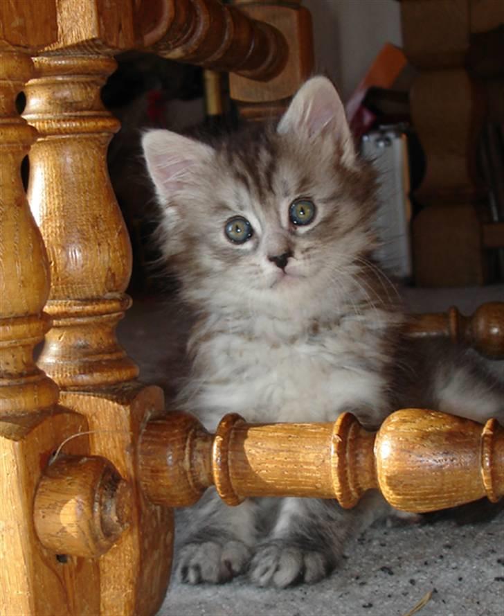 Maine Coon Nala. billede 13