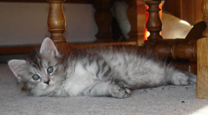 Maine Coon Nala. billede 14