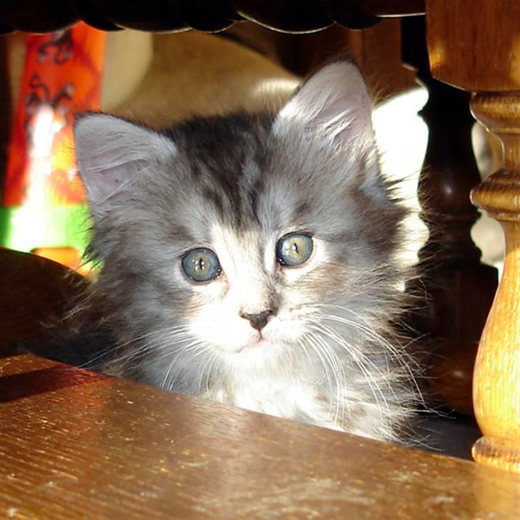 Maine Coon Nala. billede 15