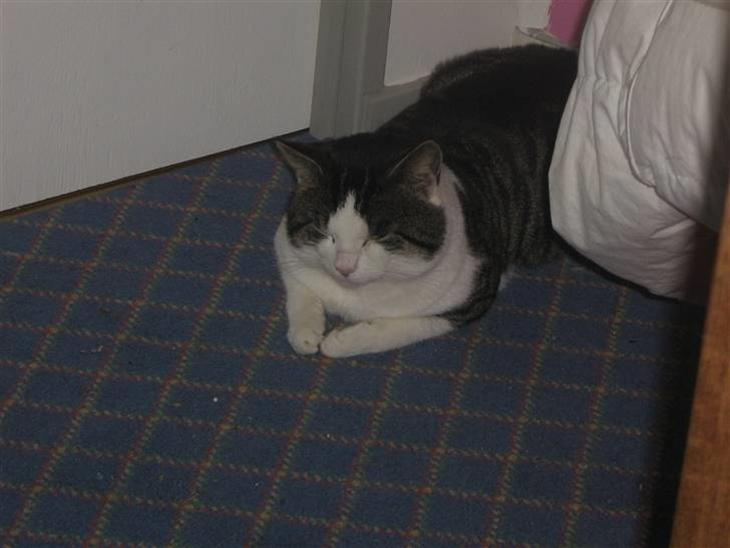 {{currentPhoto.altText}} billede {{currentPhoto.number}}