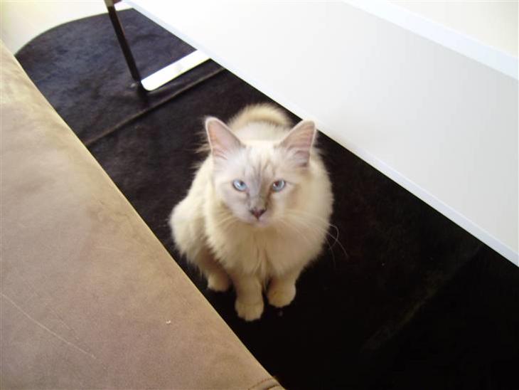 {{currentPhoto.altText}} billede {{currentPhoto.number}}