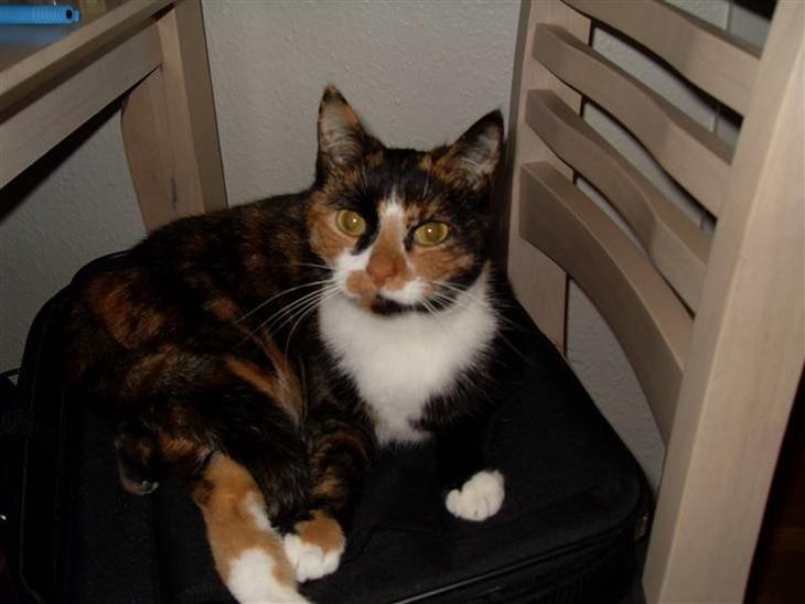 Huskat Tulle billede 1
