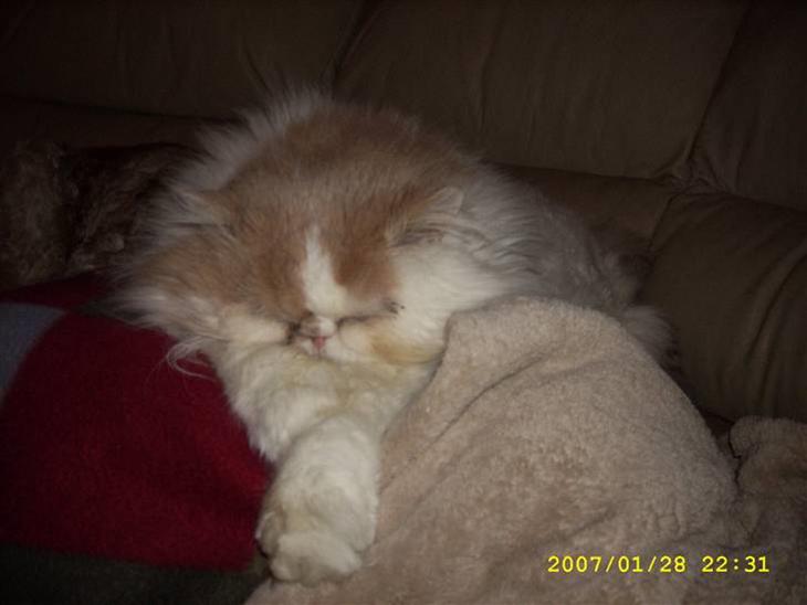 {{currentPhoto.altText}} billede {{currentPhoto.number}}