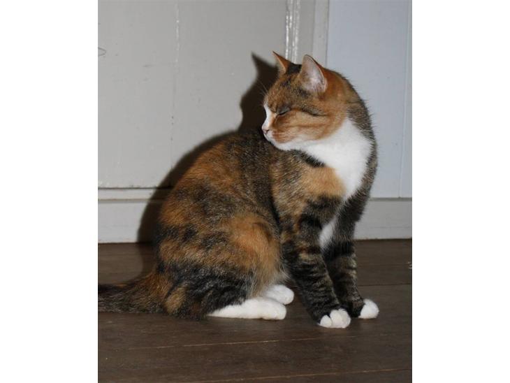 {{currentPhoto.altText}} billede {{currentPhoto.number}}