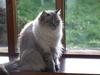 Ragdoll Dk Hyrland´s Guzzi Gaia [Tidl. kat]