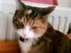 Huskat line huses perle muzz