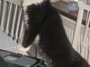 Maine Coon Honey