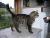 Maine Coon Strit
