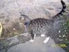 Huskat Mitti  [Tidl. kat]