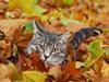Huskat Findus/kitty 