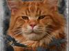 Maine Coon CH M.S. v3-Linden-Brunnen [ Himmelkat]