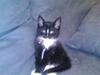 Huskat Kittie *Solgt*