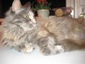 Maine Coon Mille