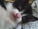 Huskat Mus