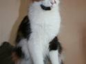 Maine Coon Løve Hulen´s Sunrise