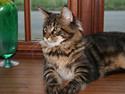 Maine Coon Boromir Big Bear