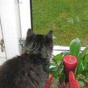 Blanding af racer Fengur