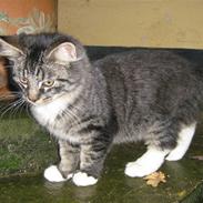 Blanding af racer Fengur