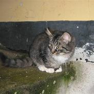 Blanding af racer Fengur