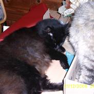 Maine Coon Cocco