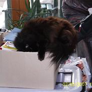 Maine Coon Cocco