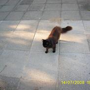 Maine Coon Cocco