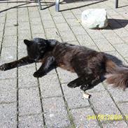 Maine Coon Cocco