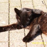 Maine Coon Cocco