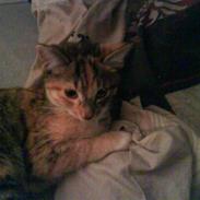 Blanding af racer Anastacia (løbet væk, muligvis død?)