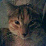 Blanding af racer Anastacia (løbet væk, muligvis død?)