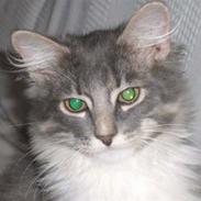 Blanding af racer Max