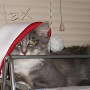 Blanding af racer Max