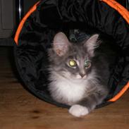 Blanding af racer Max