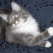 Blanding af racer Max