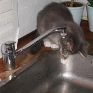 Blanding af racer Max