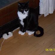 Blanding af racer Tarzan