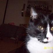 Blanding af racer Tarzan