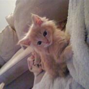 Blanding af racer Fanta