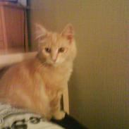 Blanding af racer Fanta