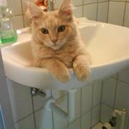 Blanding af racer Fanta