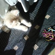 Blanding af racer Fanta