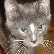 Huskat Mikkel