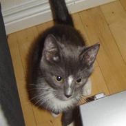 Huskat Mikkel