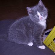 Blanding af racer Turbo