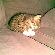 Huskat Misse