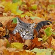 Huskat Findus/kitty