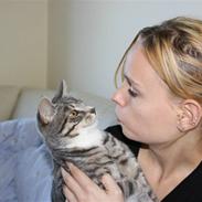 Huskat Findus/kitty